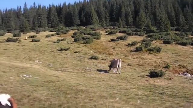 "Коровы разоряют лагерь туристов" "Cows are ruining the camp of tourists" смотреть онлайн