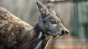 Удивительные животные Южной Кореи про которых вы не знали. Интересные факты.