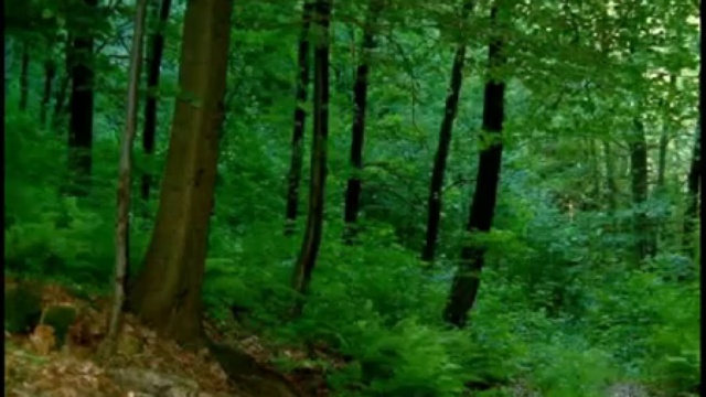 Живые врчеватели - пение птиц - Орнитотерапия http://domostroidliavseh.ru