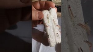 рабочий настрой на омуля рыбалка на байкале