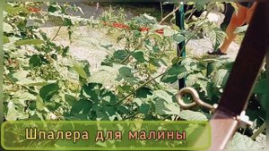 ШПАЛЕРА ДЛЯ МАЛИНЫ ИЛИ СМОРОДИНЫ.