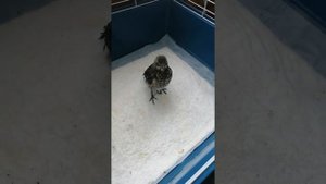 Кормление птенца слетка Дрозда рябинника