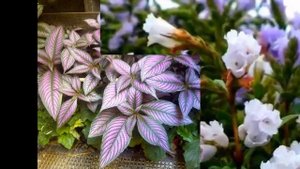 ШЕЛКОВОЧАШЕЧНИК (STROBILANTHES) сем. Акантовые