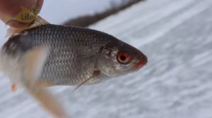 1 ГРАММ этого аптечного средства в лунку и бель сплывается со всего водоема проверено! Гематоген