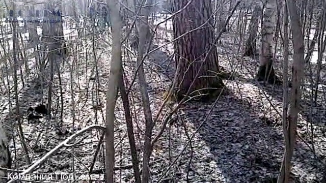 Белки в живой природе, часть 2, pkpodem.ru смотреть онлайн