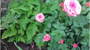Розы кустовые в саду под Москвой