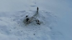 Итог вариатора 115 и ремня 759 на Стелс капитан лонг.