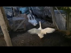 Домик для ГУСЕЙ 5 звёздночный гусиный двор