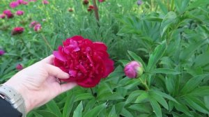 Gilbert H. Wild PEONY Order Update IN BLOOM! Peony Tour