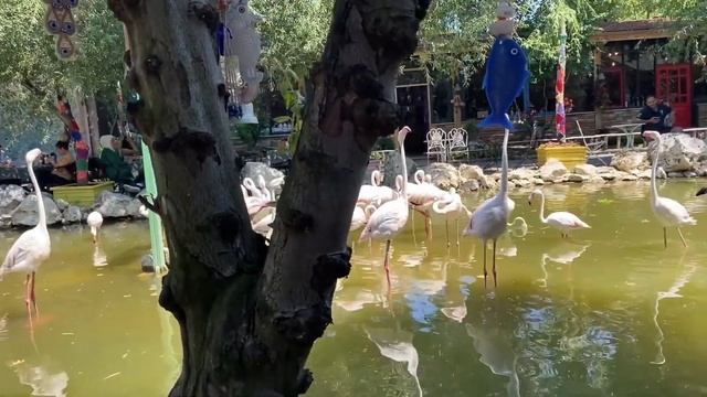 Istanbul Flamingo Village ! Istanbul Turkey 2022 ! смотреть онлайн