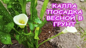 Калла уход выращивание и посадка весной в грунт. Как посадить каллу на даче. Как выращивать каллу.