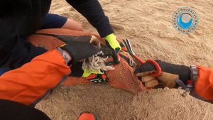 Seal "Julius" FINALLY rescued!
