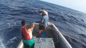 Ловля тунца _ tuna fishing How to catch tuna