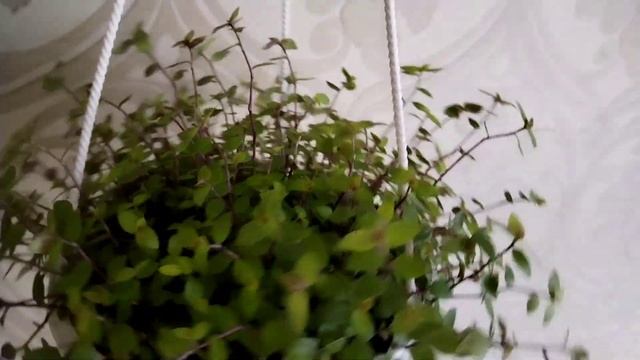 Кашпо с каллизией. смотреть онлайн