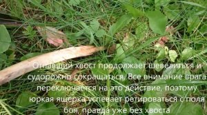 Ящерица отбросила хвост