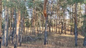 В какой день недели родился человек, так и сложится его судьба...