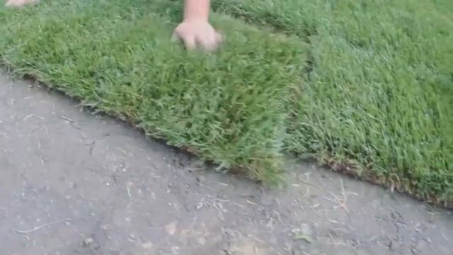 Как садят рулонный газон смотреть онлайн