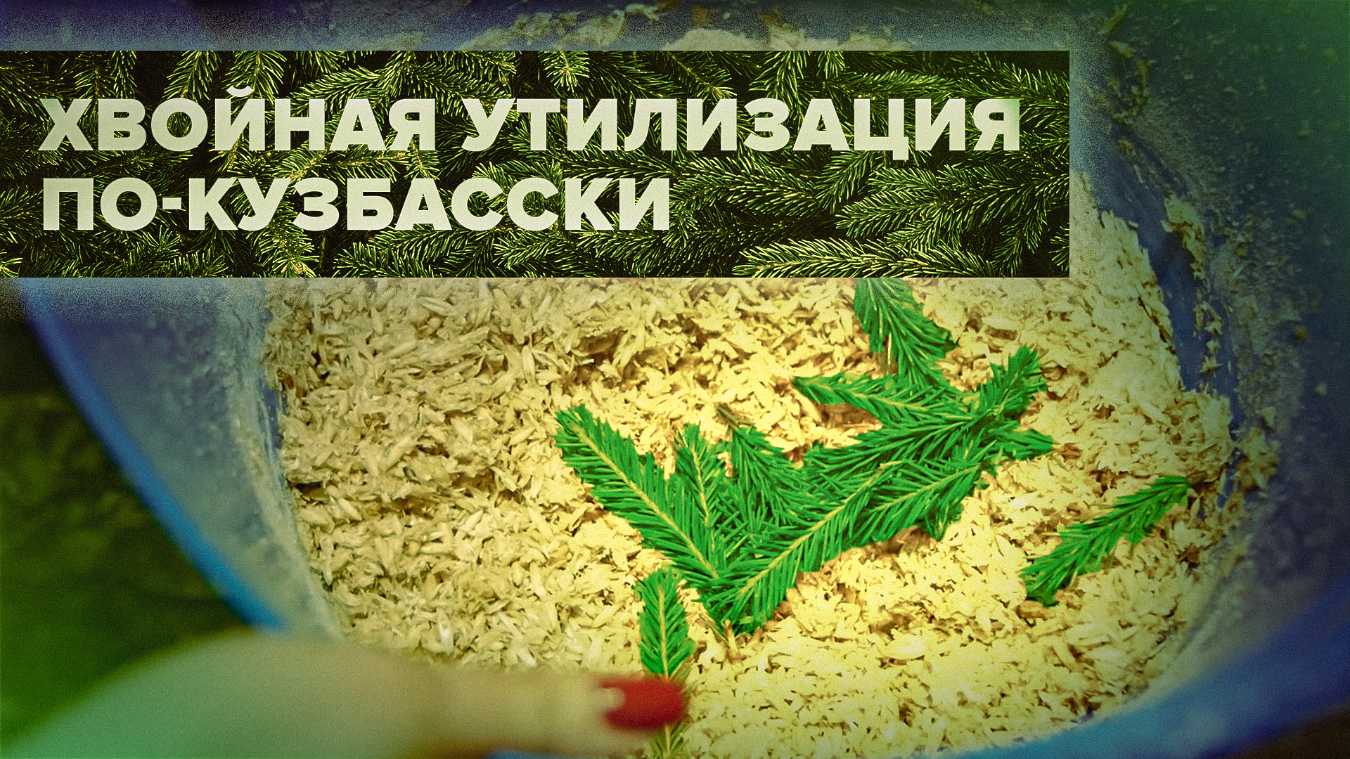 «ЁлкиИгоголки»: жители Кузбасса передают праздничные ели на корм животным