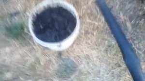 Настой из золы, лучшее удобрение для огурцов и помидоров в июле!