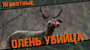 Олень Убийца Олень в Деле Олень против Оленя