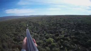 Зайчики под ногами!