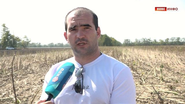 Уборка подсолнечника в ООО "Заря"