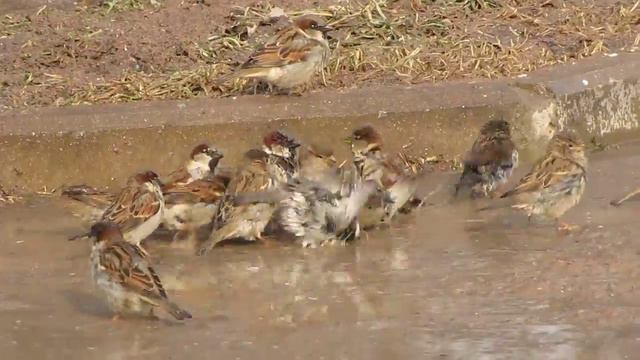 Парк дружбы, воробьи весенние купания 03.03.2014 часть-3 смотреть онлайн