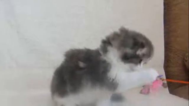 голубая биколорочка, кошечка смотреть онлайн