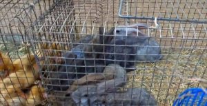Влог ЧЕТЫРЕ ЦЫПЛЁНКА новые питомцы Алисы покупаем на Зоорынке Ставрополь смотрим и гладим кроликов