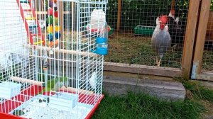 Знакомство попугая с курицами