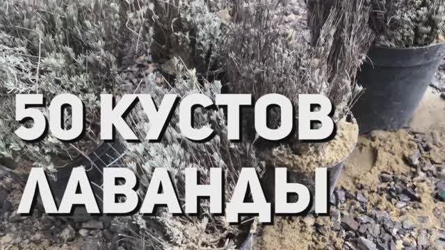 ЛАВАНДА.50 Кустов