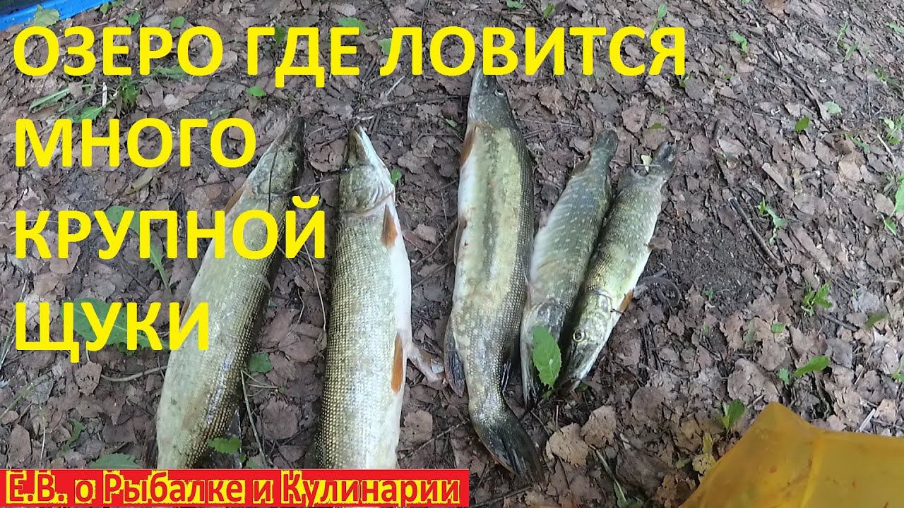 СЛАБОНЕРВНЫМ НЕ СМОТРЕТЬ НАШЕЛ ОЗЕРО ГДЕ КРУПНАЯ ЩУКА КЛЮЕТ ПРИ КАЖДОМ ЗАБРОСЕ БЕЗ ОСТАНОВКИ