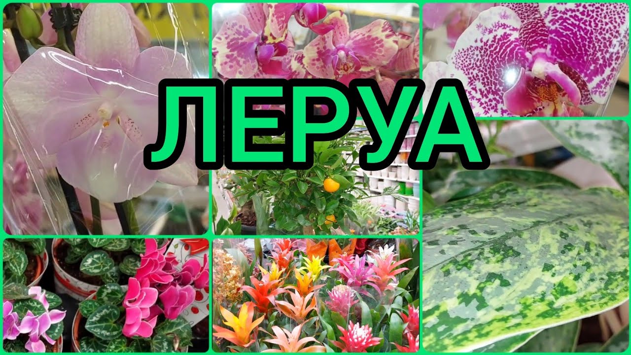 31.05.23 #ЛеруаМерлен ? #новые #цветы ? #орхидеи биглипы? #филодендрон #фикус и др #растения #Лип