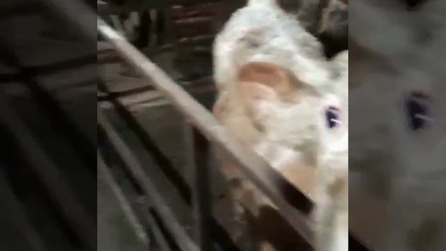 Продажа молодняка пород Симментал. Телят, бычков, телочек, нетелей и коров симментальской породы КР