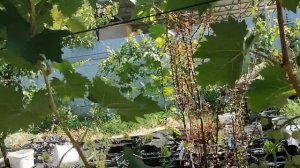 Какое количество винограда оставить на один куст