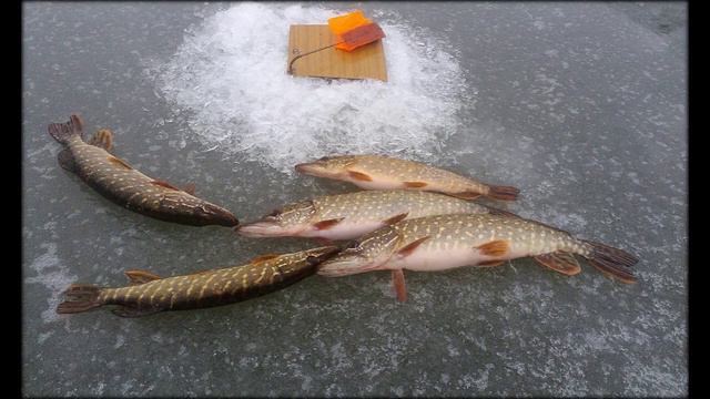 эхолот для зимней рыбалки смотреть онлайн