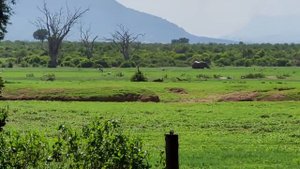 ЕДЕМ В ЦАВО/КЕМПИНГ ПРЯМО В САВАННЕ/ОБЕД/TSAVO