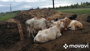 МИНИ-ФЕРМА!ТЕЛЯТА ДОМОЙ,ВЕЧЕРНЯЯ ДОЙКА И УДОИ КОРОВ!ПОХОД В ЛЕС ЗА ЛИСИЧКАМИ!СНОВА НАЧИНАЕМ СЕНОКОС