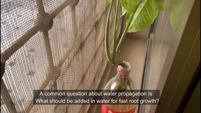 2 Ways To Propagate Syngonium / Arrowhead Plant | Propagation in water and soil |Plants And Planter смотреть онлайн