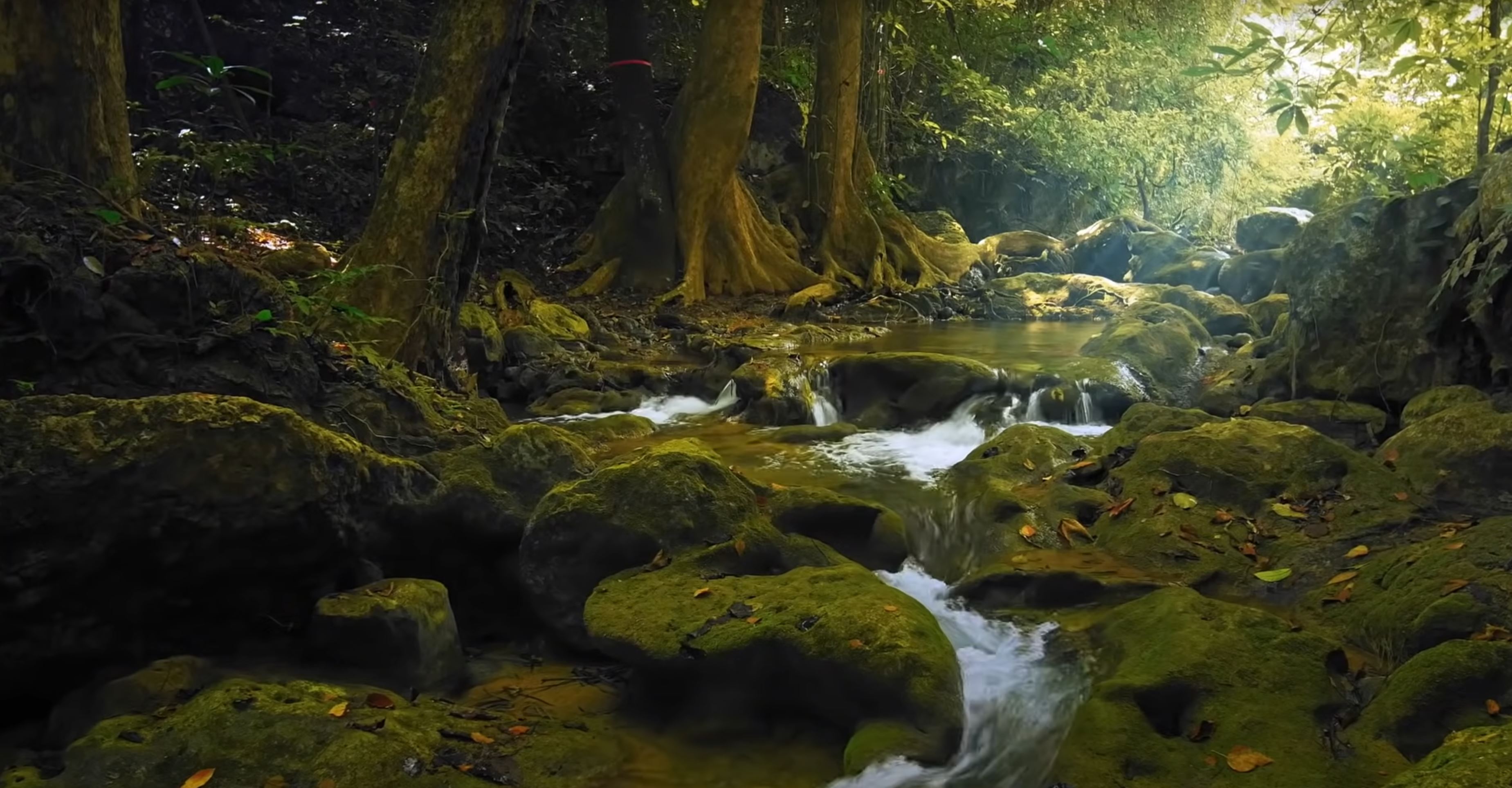 Лес. Родник в лесу. Родник обои. Видео леса со звуками природы.