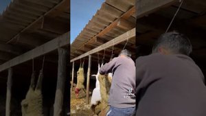 снимаю шкуру барана быстро