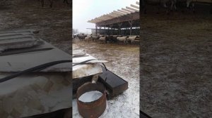 Диарея у ягнят. Тилозин 200.