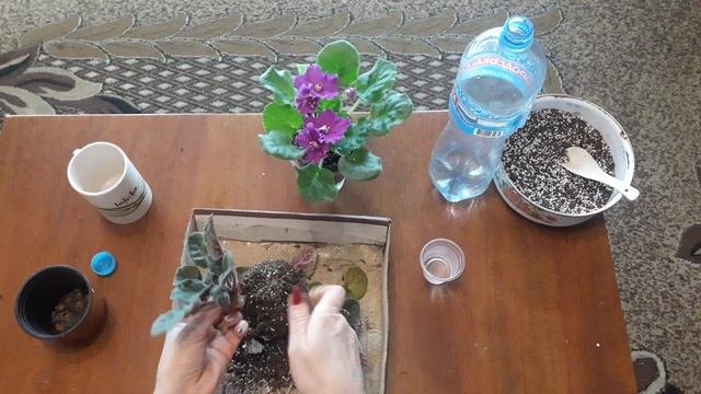Омолаживание  старой фиалки