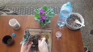 Омолаживание  старой фиалки