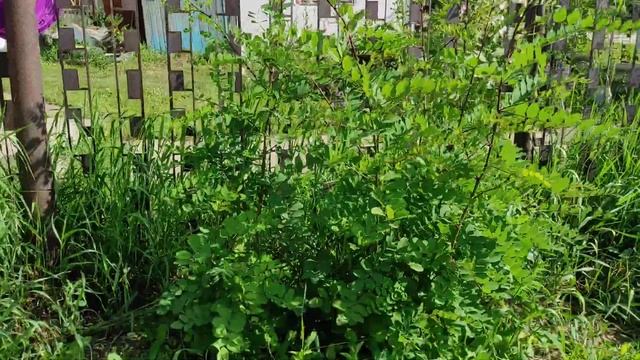 Зацвела белая акация в июле. 20.07.2021 Алтайский край. смотреть онлайн