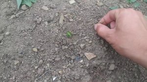 замучал вьюнок , березка . Как избавиться?