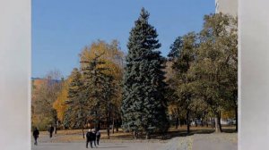В Ростове падают каштаны