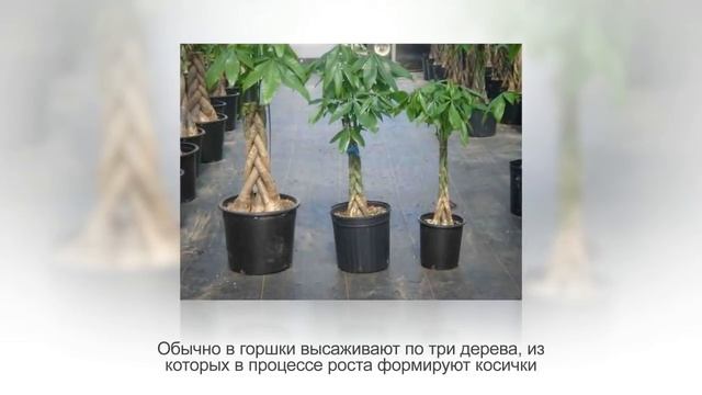 ОЗЕЛЕНЕНИЕ интерьера. ФИТОДИЗАЙН. Как озеленить дом без затрат