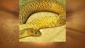 Inland Taipan - The Most Venomous Snake