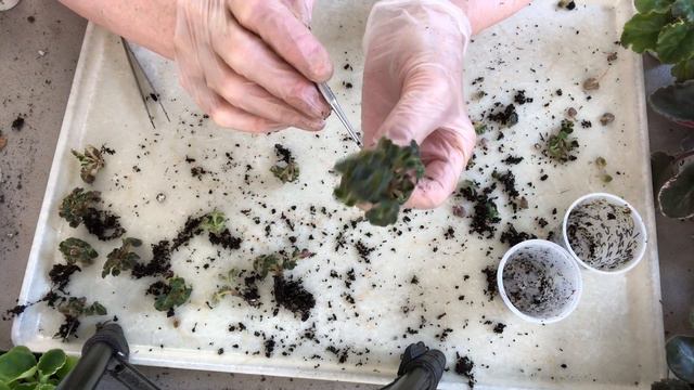 AFRICAN VIOLETS. Complex separating of miniatures violets with girl leaves Mac's Pizza Pizzicato. смотреть онлайн